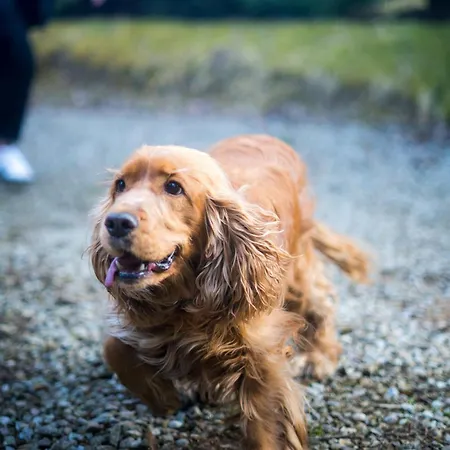 Lesna Sielanka Z Jacuzzi W Lesie Pod Gora Szczebel Relax I Sport Horská chata Lubień